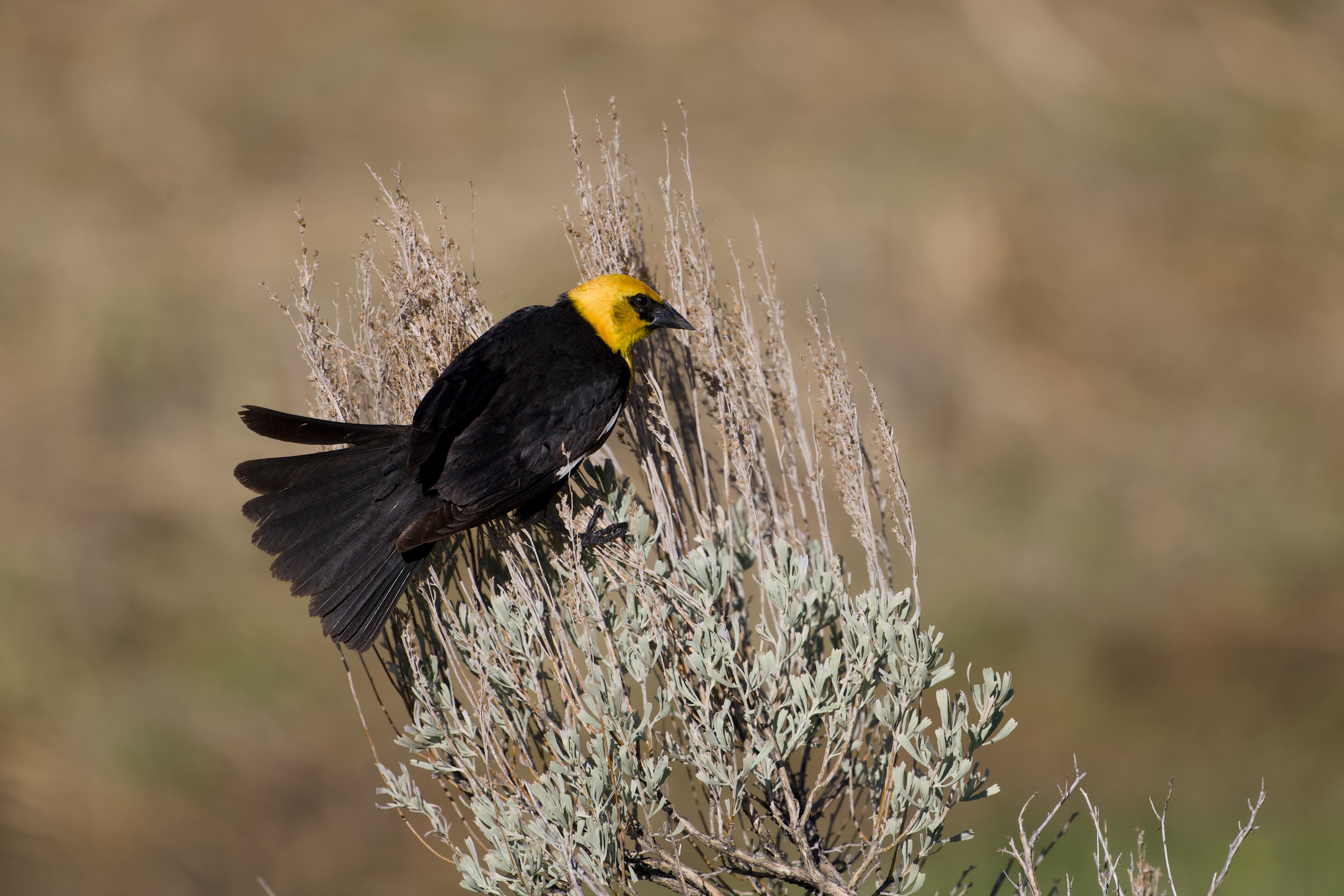 Bird spotted near the property