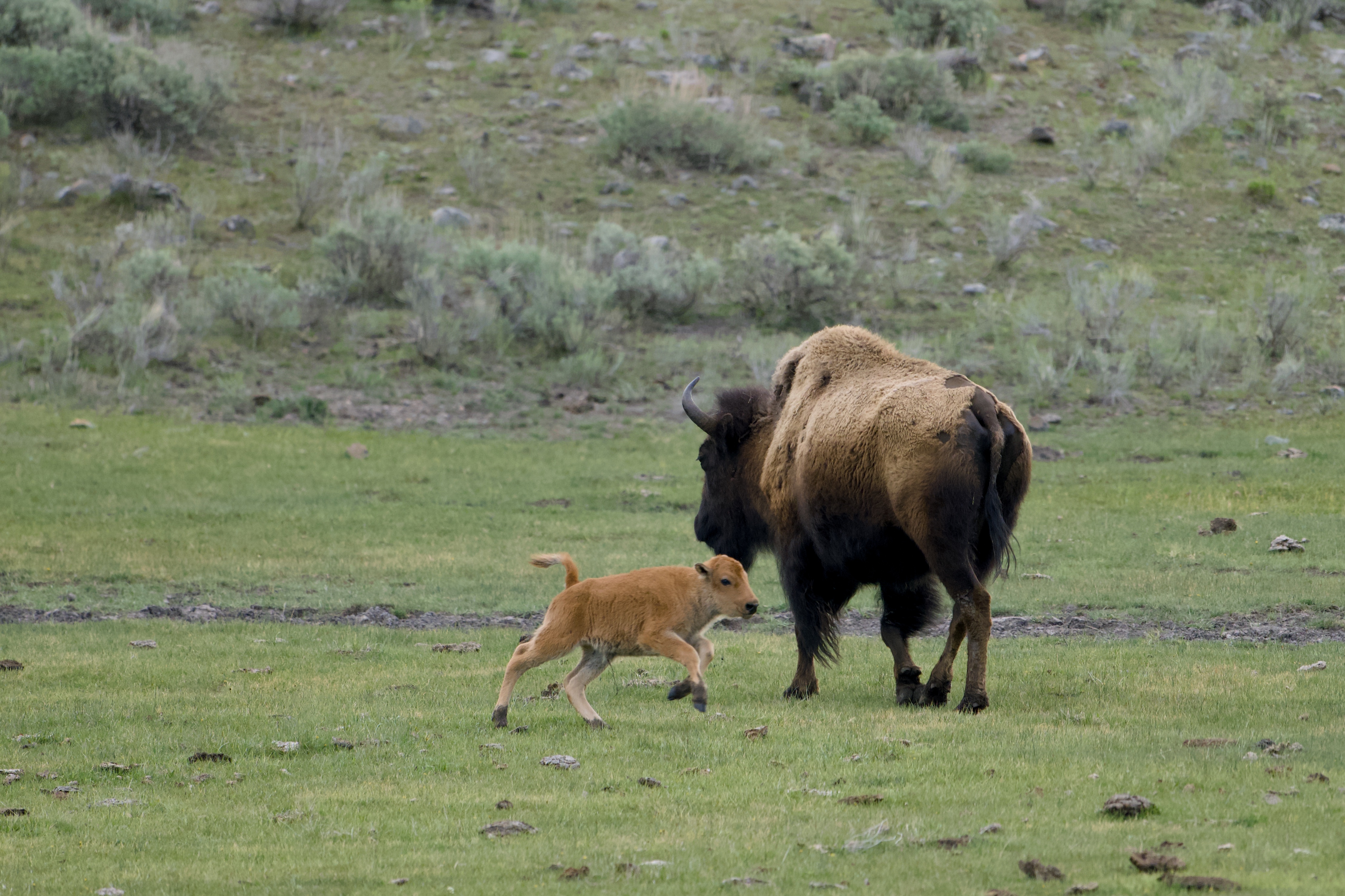 Bison mother in the meadow near the property
